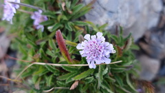 Scabiosa lacerifolia
