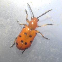 Crioceris duodecimpunctata