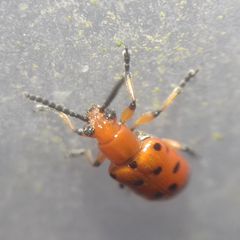 Crioceris duodecimpunctata