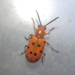 Crioceris duodecimpunctata