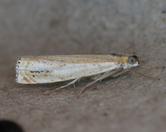 Crambus agitatellus