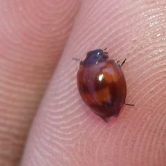 Exochomus quadripustulatus