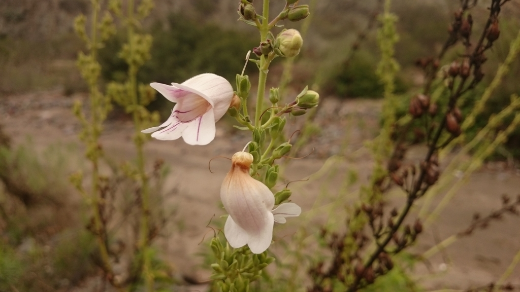 Extraordinary beardtongue