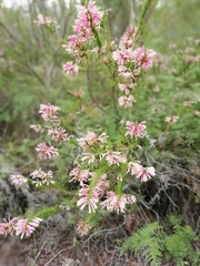 Erica densifolia