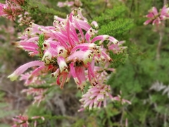 Erica densifolia