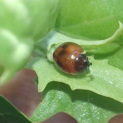Exochomus quadripustulatus