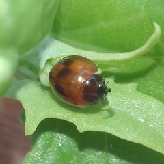 Exochomus quadripustulatus