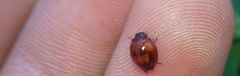 Exochomus quadripustulatus