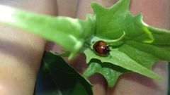 Exochomus quadripustulatus