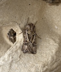Agrotis vestigialis