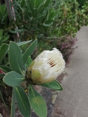 Protea mundii