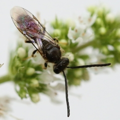 Lasioglossum