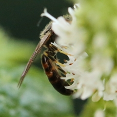 Lasioglossum