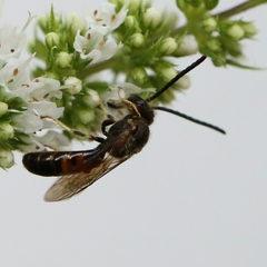 Lasioglossum