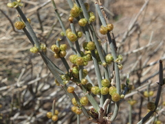 Ephedra torreyana