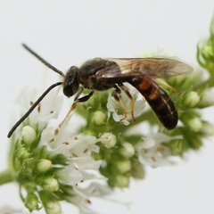 Lasioglossum