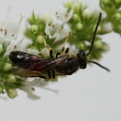 Lasioglossum