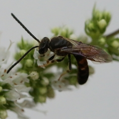 Lasioglossum