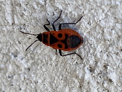 Pyrrhocoris apterus