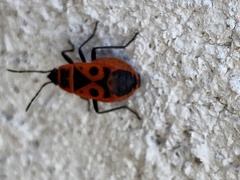 Pyrrhocoris apterus