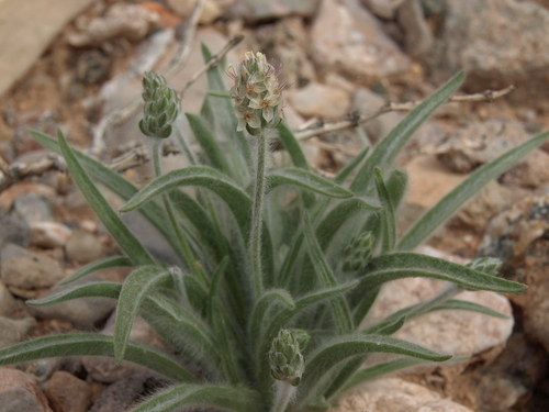 Desert Plantain