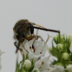 Lasioglossum