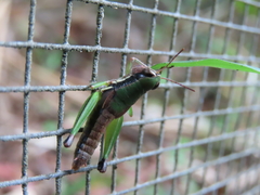 Methiolopsis geniculata