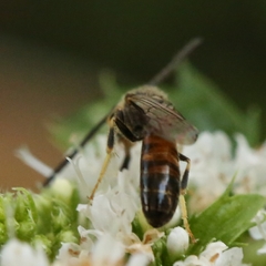 Lasioglossum