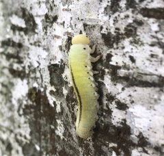 Cimbex femoratus