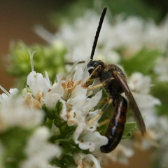 Lasioglossum