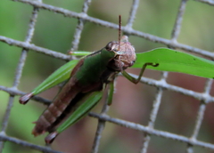 Methiolopsis geniculata