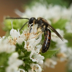 Lasioglossum