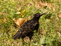 Sturnus vulgaris
