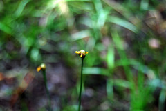 Xyris difformis