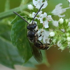 Lasioglossum