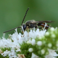 Lasioglossum