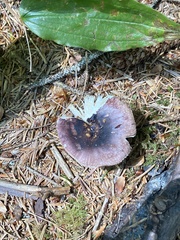 Russula zelleri