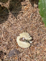 Russula zelleri