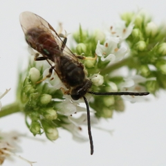 Lasioglossum