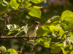 Passer montanus