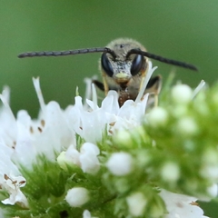 Lasioglossum