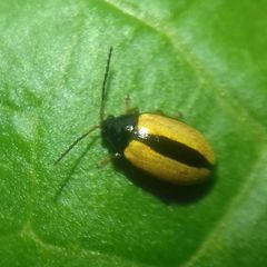 Phyllotreta