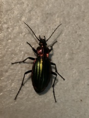 Carabus lineatus