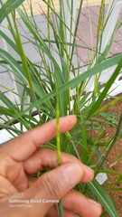 Rottboellia cochinchinensis