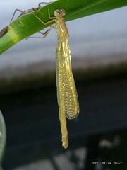 Erythromma viridulum