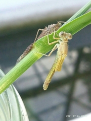 Erythromma viridulum