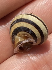 Caucasotachea vindobonensis