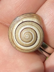 Caucasotachea vindobonensis