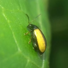 Phyllotreta