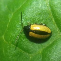 Phyllotreta